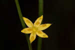 Fringed yellow star-grass